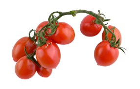 گوجه گیلاسی