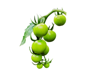 گوجه سبز گیلاسی