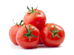 گوجه فرنگی تازه