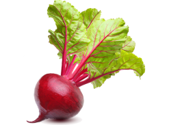 تربچه